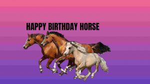 Horse Birthday Memes